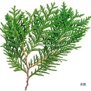 侧柏叶叶斤发生防脱生发乌新鲜中药材扁柏野生伯发侧侧柏叶包邮5-阿里巴巴
