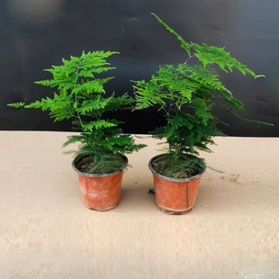 �������ԾGֲ�����辰ֲ���҃ȿ͏dˮ�����������������ļ�����