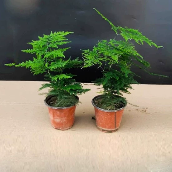 Спаржа в горшке, зеленое растение, цветок, бонсай, комнатное растение для гостиной, гидропоника, облако спаржи, бамбук, спаржа, большие рассада, вечнозеленая круглый год