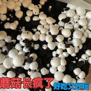 ��Ģ���r���N�ҷN�ļ��Nֲ�а�Ģ�������̨ͥԺ�������