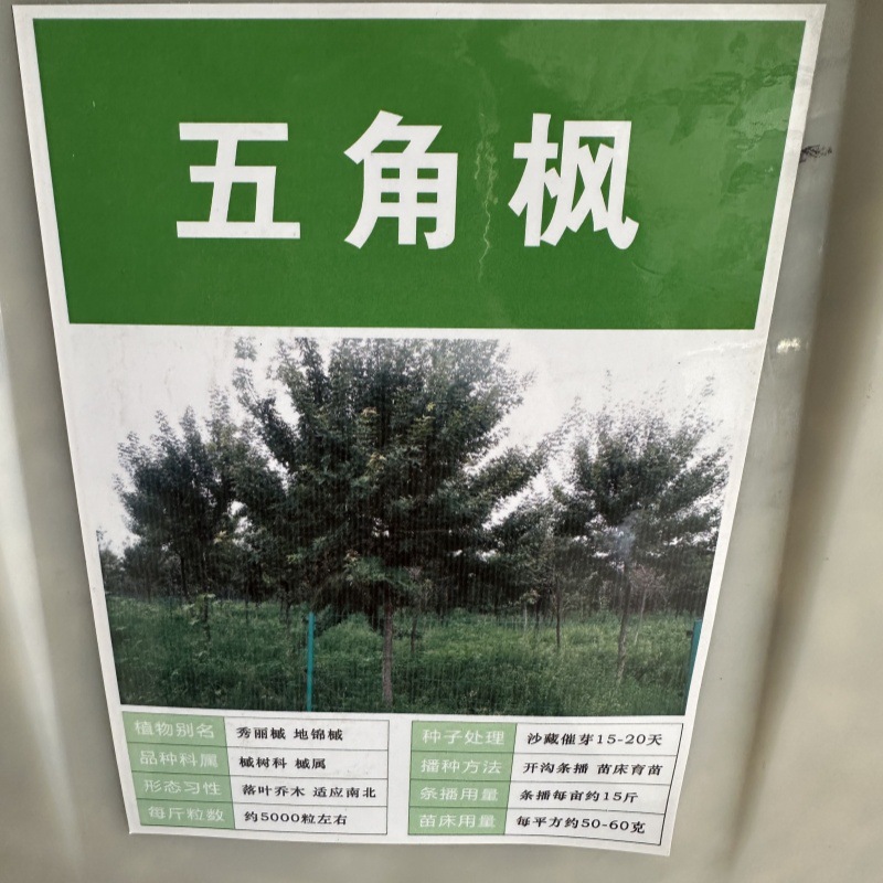 批发林木新采五角枫种子丫角枫五角槭观叶风景树绿化种植物四季