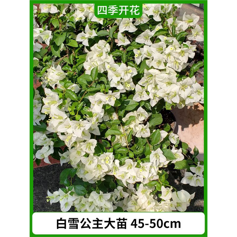 [선택된 떠다니는 가지] 백설공주 큰 모종 45-50cm [아름다운 모양] [개화기