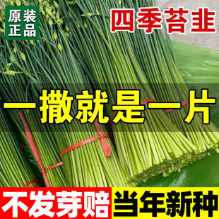 Leek Seeds, Leek Seeds, Leek Vegetable Seeds, Spring & Fall Seasons, Balcony Potted Garden Vegetable Seeds