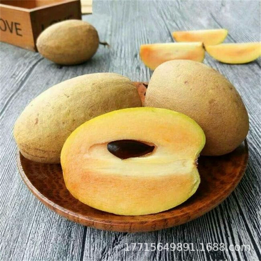 Женьшень плодов саподилла саженцы четыре сезона результаты супер сладкий женьшень плодов саженцы бассейна посажены на севере и юге посадка результаты года