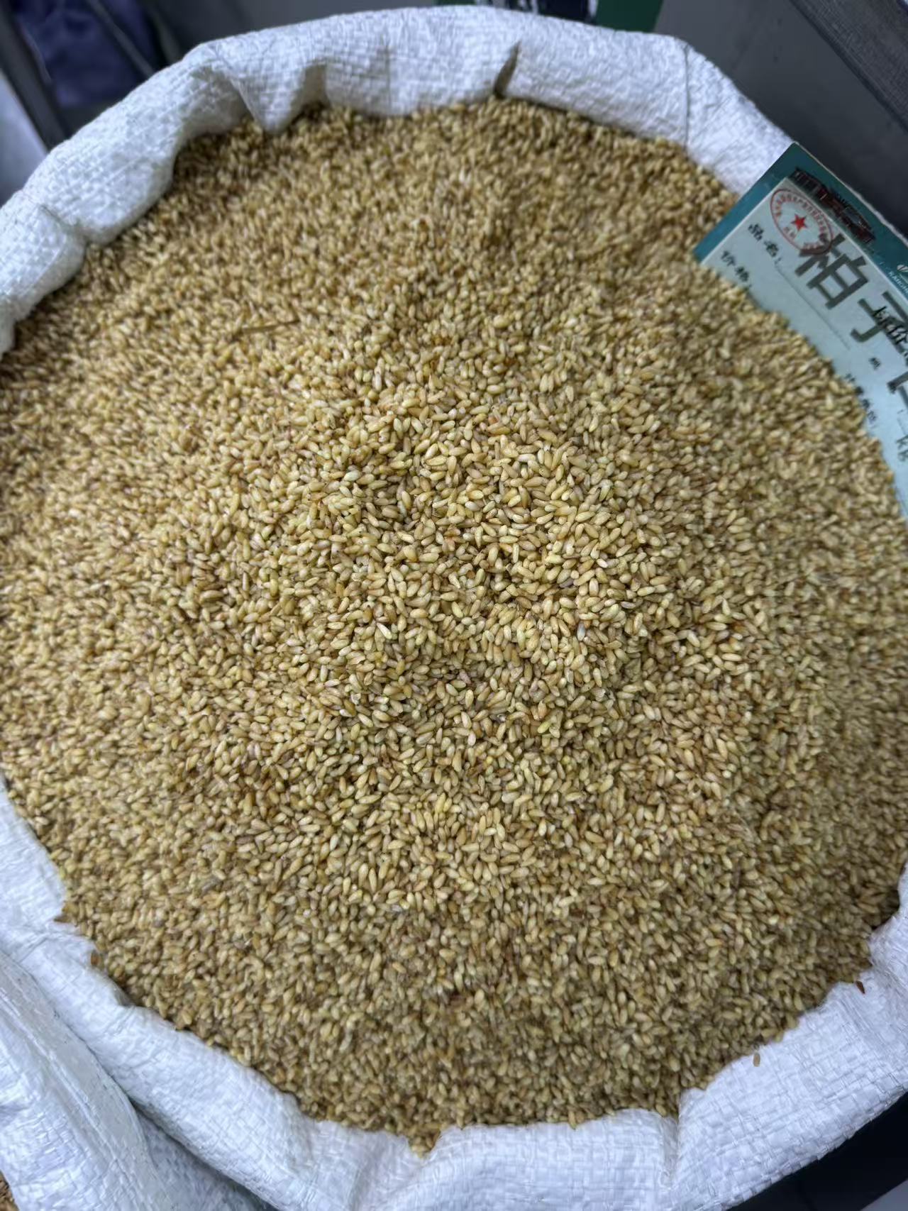 Platycladus Seed Bai Zi Ren Dried Herbal Seeds 1000g Bag for Tea and Decoction in use