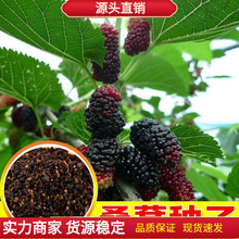 批发当年新采收果树种子桑葚果桑种子桑树野生林木四季易活易播