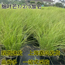 细叶芒各种芒草斑叶芒花叶芒蒲苇芦苇多年生耐寒耐热宿根观赏草