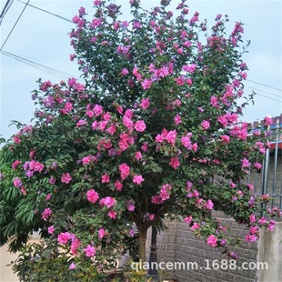 �������l�G����ľ����ľ�Ȼ����� 3���֪��Uľ�Ȯ����_�����󃞻�