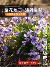 紫花地丁种子地被花卉花籽庭院花种绿化耐荫四季室外耐寒易活