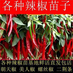 �߮a�������ཷ���˽��籡Ƥ���������ݽz�����G�l�L�������콷��