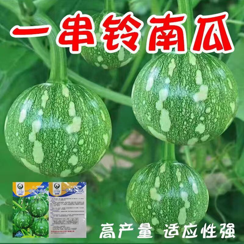 A Bunch of Bell-Shaped Pumpkin Seeds, Mini Round-Skinned, Medium-Early Maturing, Tender Small Pumpkins for Planting in All Seasons