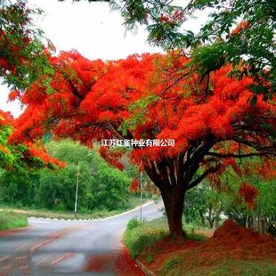 �P��ľ�N�� �t��麷N�� ���P�N�� ���N�� �L���� �G����ľ�N��