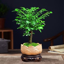 С�~��̴�辰�Gֲ�����҃��k�������滨�ܘ���ֲ���Ϙ��ļ����B��