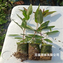 【桉树树苗】_桉树树苗品牌/图片/价格_桉树树苗批发_阿里巴巴