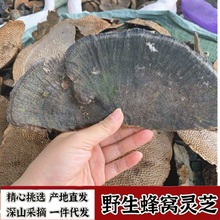 �V������؛��ƷҰ��ë��C����C�`֥�������ϼ�Ұ����C�`֥ë��