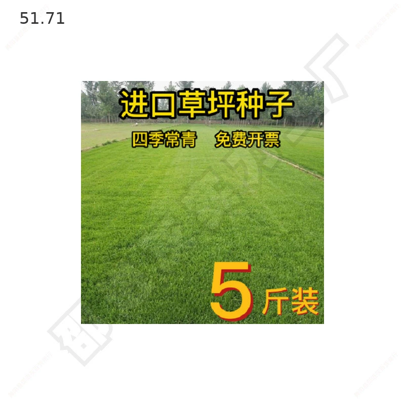 Семена газонной травы, семена газонов, вечнозеленая гибридная засухоустойчивая люцерна, трава для защиты склонов, лесной рост.