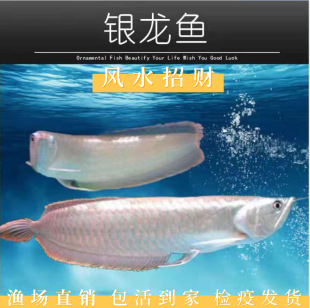 大型淡水觀賞魚圖片 海量高清大型淡水觀賞魚圖片大全 阿里巴巴 大型淡水觀賞魚圖片 海量高清大型淡水觀賞魚圖片大全 阿里巴巴