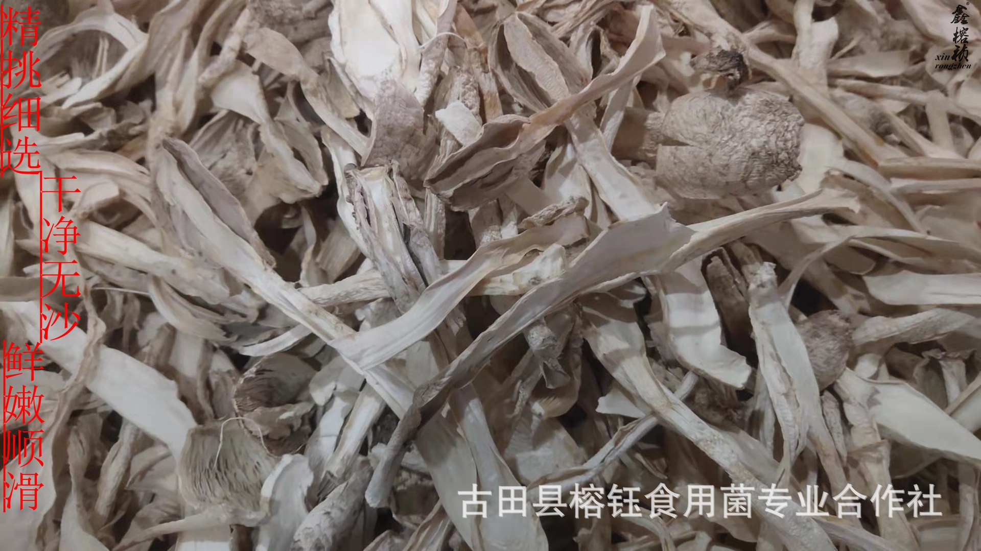 鸡腿菇宝贝详情