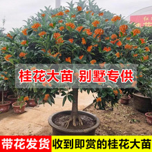 һ�����l���𻨴��硿�𻨘�����e�����Ý���ͥԺ���������