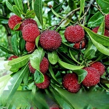 ڼ޽Ӗ|÷÷ϱNֲԹ箔Yش