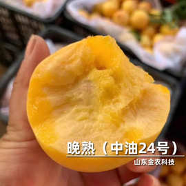 新品种嫁接中油24号桃树苗8月上旬成熟晚熟黄肉油桃苗当年结果