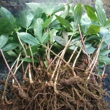 �Ĵ��ؘ������~һ֦���N��ߗU�A���F�����С�����Է�����̫��