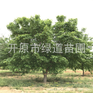 �|������Ԫ����ͥԺ����б�hԪ������G����ľ����Ԫ��������