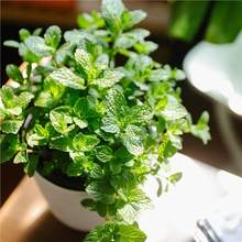 ���羳��̹�؛��������N�ӿ�ʳ������ţ������{ζ��ɽ��������