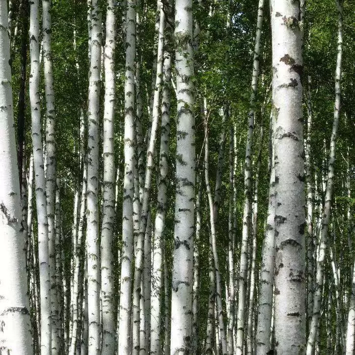 Семена белой березы, семена лесных деревьев, четырехсезонный многолетний ландшафтный проект по зеленению, семена листвы