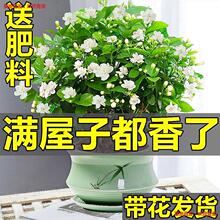�������Ԏ������҃Ȼ����^��ֲ�ﻢ�^������B�_������Gֲ�辰