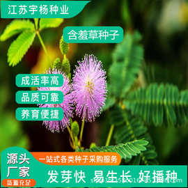 含羞草盆栽种子四季阳台观赏绿植花卉害羞草籽薄荷种籽阳台庭院