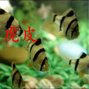 �^�p�~ �Ꭷ�~ ��Ƥ�~ ��Ƥ С���g�~ ��Ƥ �G��Ƥ�~ �^�p�~