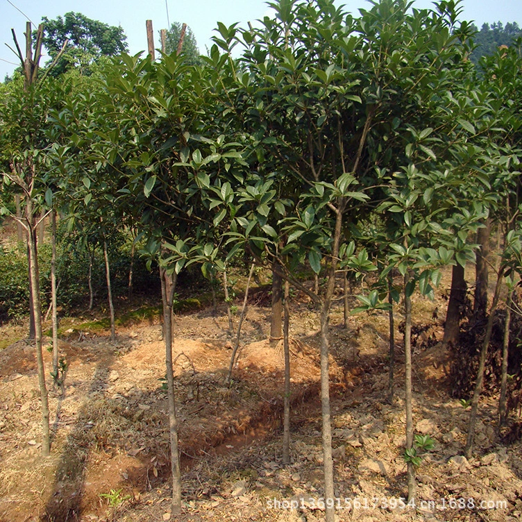 Оптовая продажа 3cm деревьев османтуса Хунань 5cm маленьких саженцев османтуса золотой османтус фотографии богатые цветочные цены на османтус