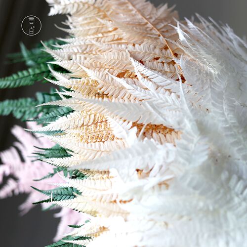 Immortal money fern dragon's claw fern big fern leaf dragon's beard preserved flower manufacturer wholesale dried flower floating bottle diy flower material