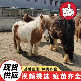 2025�Bֳ�������T�˰��R ���^��ͯ�^�p�T�˰��_�R ���NС�R�x���w