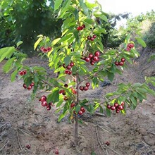 车厘子树苗樱桃树苖庭院种植车厘子苗南方北方盆栽地栽樱桃苗果树