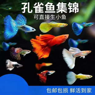 ��ȸ�~���N�^�p�~С�͵�ˮ���B�Ꭷ�~���w���R���~С�~�~���Pβ�~