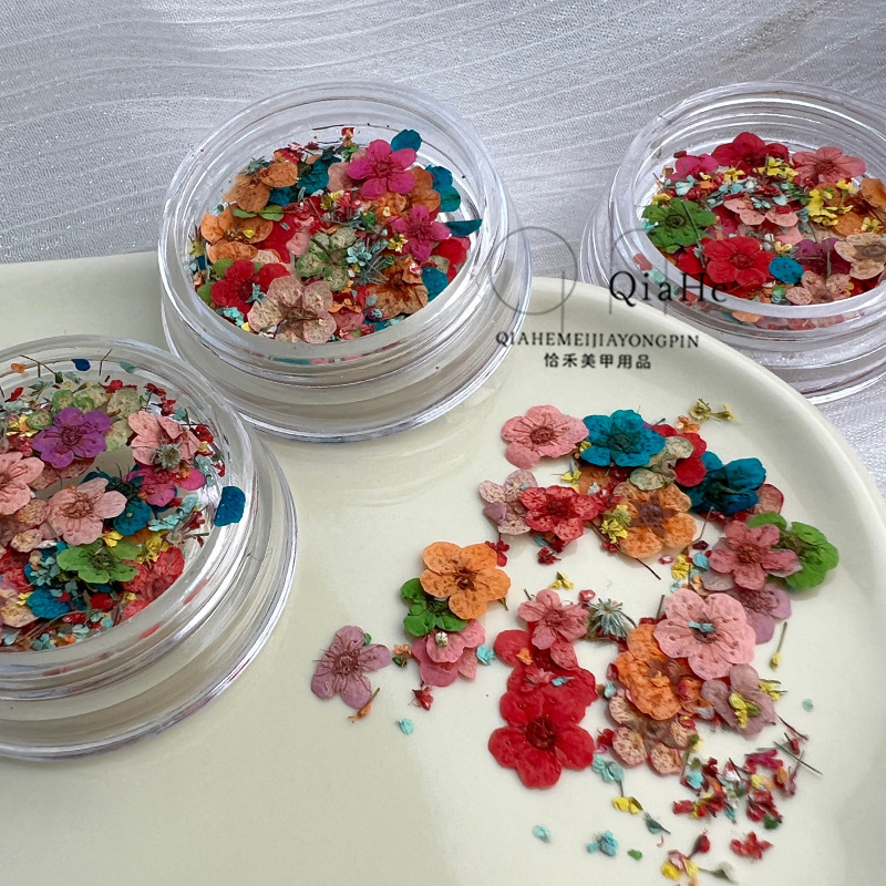 Japanese Internet Celebrity Dried Flower Nail Art Jewelry Small Daisy Five-petal Flower Embossed Real Flower Mixed Color Small Narcissus Nail Decoration