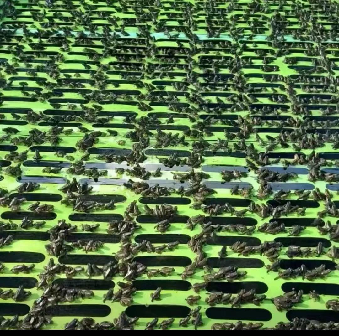 Подушка для плавучести лягушки для разведения, быкоголовый лягушка, EVA, высокая жесткость хлопковой пены, опционально