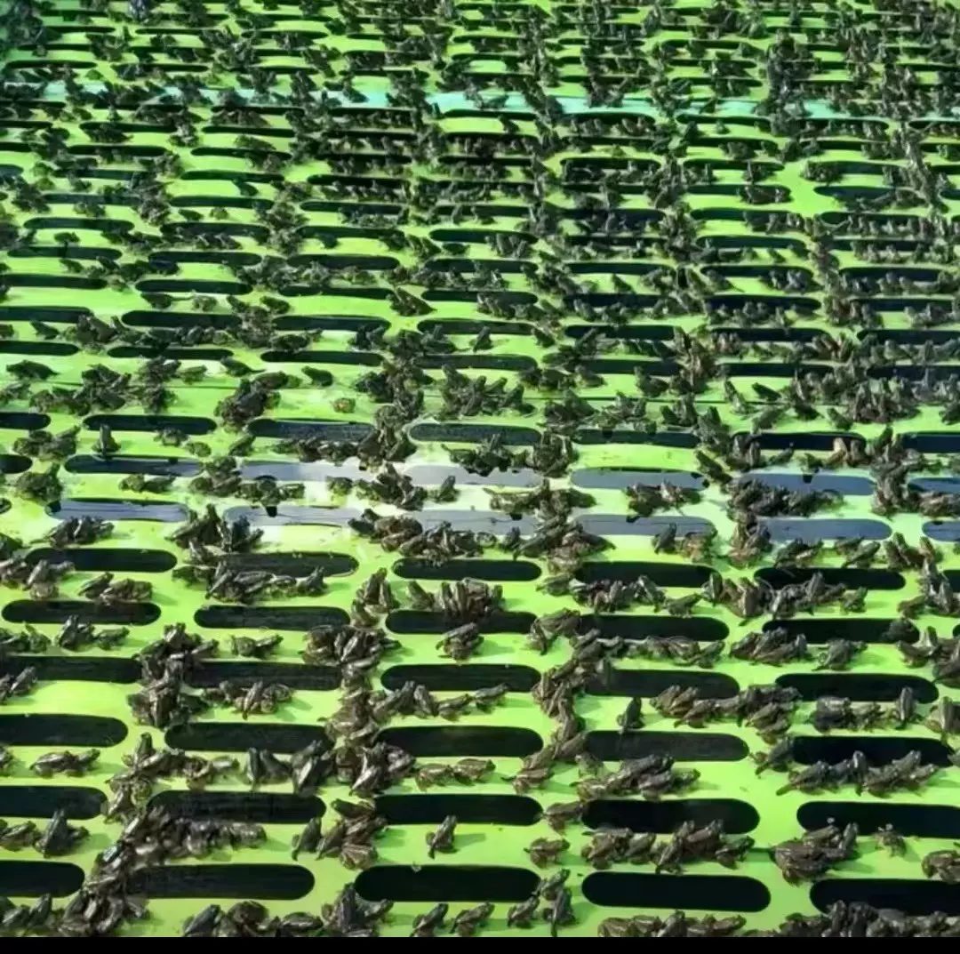 养殖工厂青蛙浮力垫 牛蛙 EVA高棉泡棉硬度任选