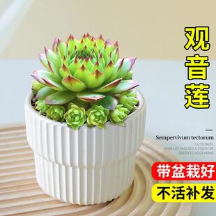 Guanyin Lotus Succulent Plant Old Stump Cluster Multi-Head Combination Indoor Small Potted Plant Large Easy-To-Grow Large Plant Premium with Pot