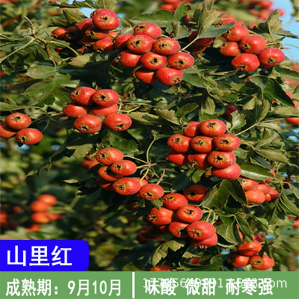 Сладкий Боярышник Саженец Поставка Прививки Новый Сорт Боярышника Саженец Желтый Боярышник Саженец Высокая урожайность Южной и Северной Посадки