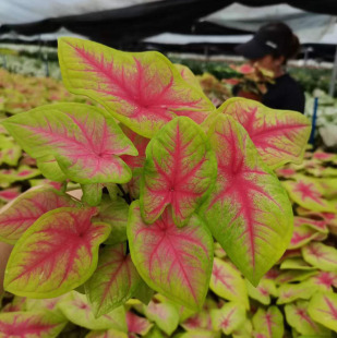 Base Direct Sales Green Plant Potted Potted Florals Home Green Plant Colorful Taro 110 Qingfeng