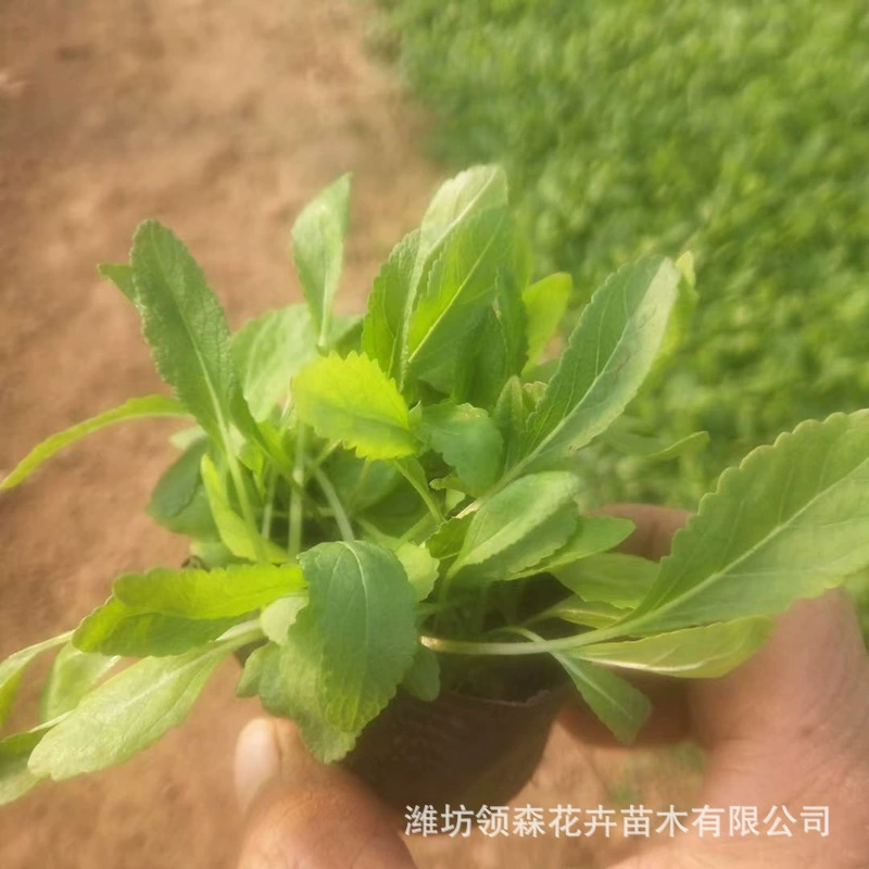 Оптовая продажа рассады кореопсиса в горшках, многолетних кореопсисов с крупными цветками для покрытия грунта в парках.