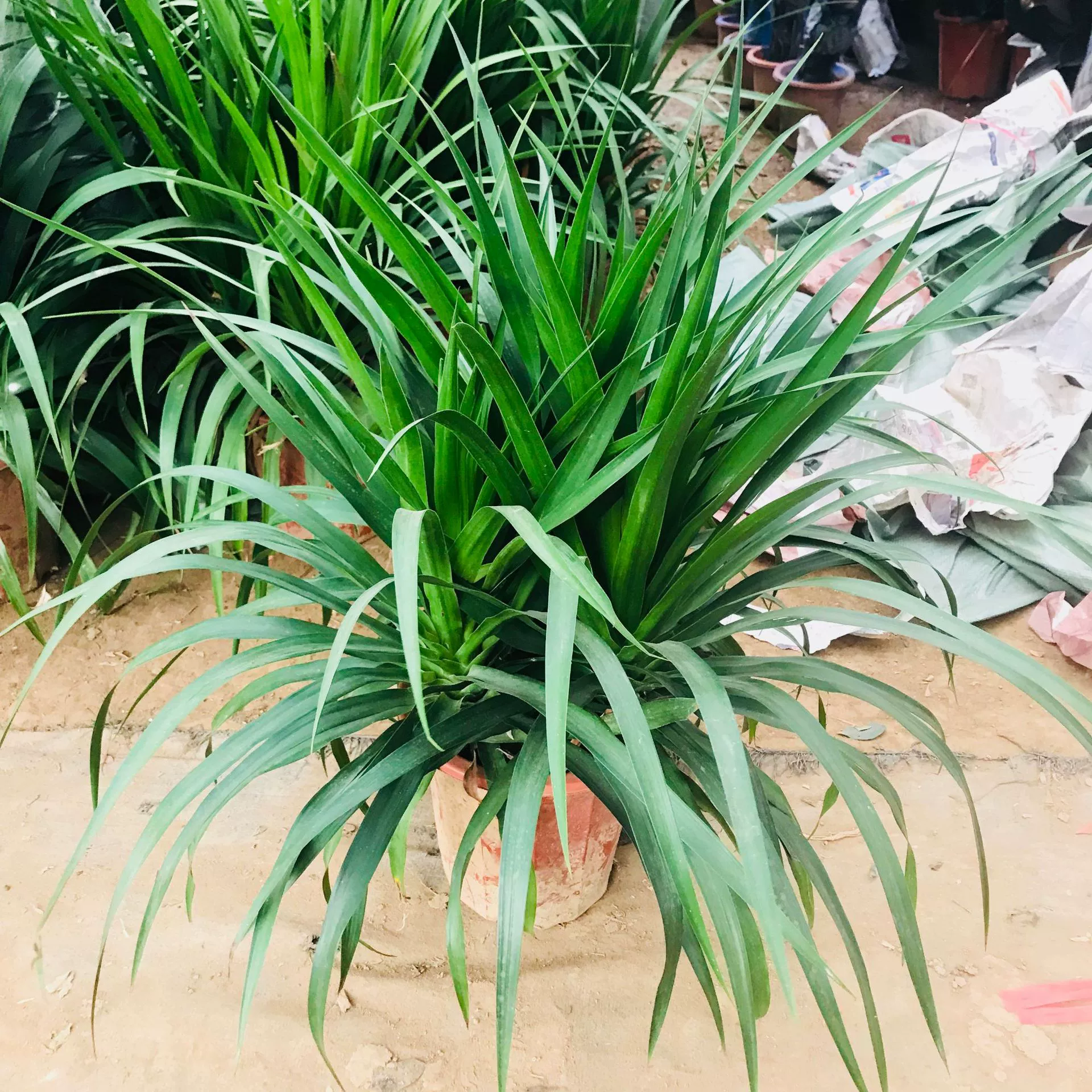 Теплицы оптовые продажи клубневого дракона-Blood Dragon в помещении гостиной листва зеленое растение в горшке