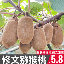 贵州修文贵长野生农家自种猕猴桃新鲜当季绿心奇异果孕妇水果礼盒