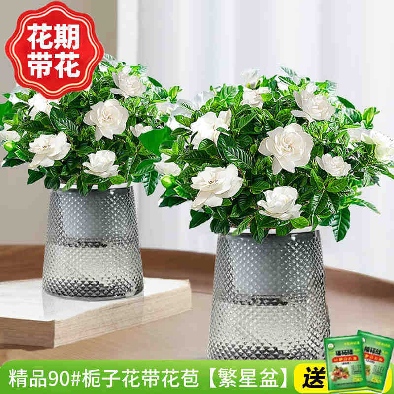 [2개 세면대 특별 제공] 부티크 90#치자나무 개화기 꽃(별화분)에 영양액을 공급