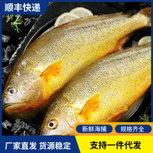 黄花鱼新鲜冷冻深海大黄鱼鲜活海捕速冻大号黄鱼海鱼商用海鲜水产