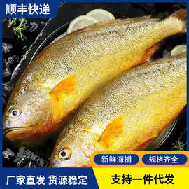 黄花鱼新鲜冷冻深海大黄鱼鲜活海捕速冻大号黄鱼海鱼商用海鲜水产