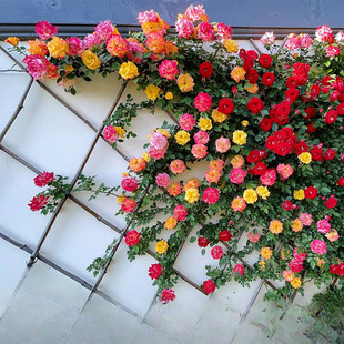 �ٲʺ��ٱ��¼�������ͥԺ����ֲ�ﻨ���Ϙ��Nޱ���������ļ��_��